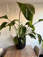 Paradijsvogelplant strelizia nicolai, Huis en Inrichting, Kamerplanten, Ophalen, 100 tot 150 cm, Overige soorten, Halfschaduw
