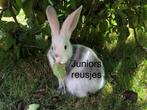 Duitse reus Magpie ram, Mannelijk, Groot