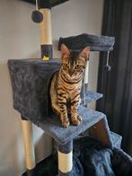 Hele lieve Bengaal van 5 maanden., Dieren en Toebehoren, Katten en Kittens | Raskatten | Korthaar, Poes, Gechipt, 0 tot 2 jaar