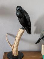 Raaf taxidermie, Ophalen of Verzenden, Opgezet dier