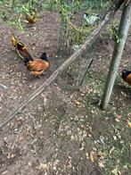 4 prachtige jonge hennen van april 2025, Dieren en Toebehoren, Pluimvee, Kip