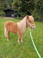 Mini paardje, Dieren en Toebehoren, Pony's, Merrie, Onbeleerd, Gechipt, 0 tot 2 jaar