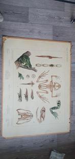 Antieke schoolplaat voorkant kikker sloot achterkant rivier, Antiek en Kunst, Antiek | Schoolplaten, Natuur en Biologie, Ophalen of Verzenden
