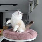 Ragdoll, Kater, Met stamboom, 0 tot 2 jaar