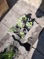 Biologische VASTE  tuinplanten, Volle zon, Vaste plant, Zomer, Ophalen
