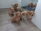 golden doodle pups, Dieren en Toebehoren, Honden | Retrievers, Spaniëls en Waterhonden, Particulier, Meerdere, 8 tot 15 weken