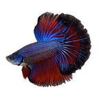 Betta butterfly Halfmoon - Koidream Valburg, Vis, Zoetwatervis