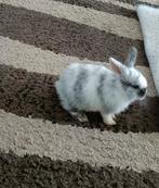 Konijnen, Dieren en Toebehoren, Konijnen, Meerdere dieren, 0 tot 2 jaar