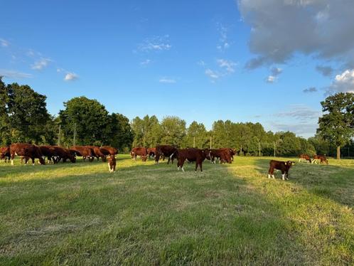 Brandrode runderen Dragend of kalveren te koop, Dieren en Toebehoren, Runderen, Meerdere dieren