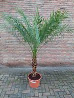 Phoenix Roebelenii - Dwergdadelpalm / Pygmy Date Palm H: 2m, Tuin en Terras, Planten | Bomen, Volle zon, Bloeit niet, Ophalen