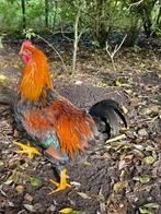 Welsumer haan zoekt kippentoom om voor te zorgen, Dieren en Toebehoren, Pluimvee, Mannelijk, Kip