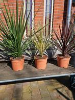 Koolpalm (Cordyline) in diverse maten