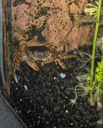 Panterkrab, Kreeft, Krab of Garnaal