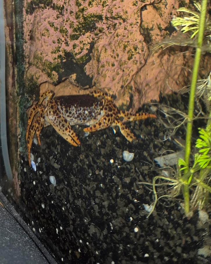 Panterkrab, Dieren en Toebehoren, Vissen | Aquariumvissen, Kreeft, Krab of Garnaal