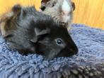 Cavia broers 10 weken, Dieren en Toebehoren, Knaagdieren, Cavia, Mannelijk, Juli, Tam