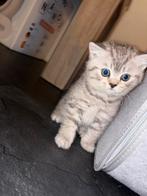 Brits korthaar, Dieren en Toebehoren, Kater, Ontwormd, 0 tot 2 jaar