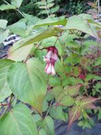 Fazantenbes, Caramelbes, Leycesteria, grootmoeders oorbel, Tuin en Terras, Planten | Struiken en Hagen, Ophalen, Overige soorten