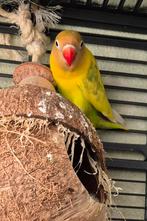 Jonge agapornis personatus pop, Dieren en Toebehoren, Geslacht onbekend, Dwergpapegaai of Agapornis