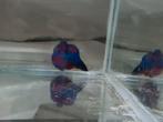 Betta splendens super delta kempvis man, Dieren en Toebehoren, Vissen | Aquariumvissen, Vis, Zoetwatervis