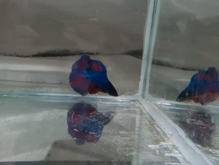 Betta splendens super delta kempvis man, Dieren en Toebehoren, Vissen | Aquariumvissen, Zoetwatervis, Vis