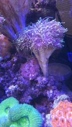 Euphyllia Glabrescens Golden Torch, November, Meerdere dieren