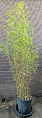 Bamboe, Tuin en Terras, Planten | Struiken en Hagen, Ophalen, Bamboe, Struik