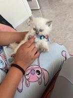 Britse kort haar kittens 2 maar nog over van de 5, Dieren en Toebehoren, Katten en Kittens | Overige Katten