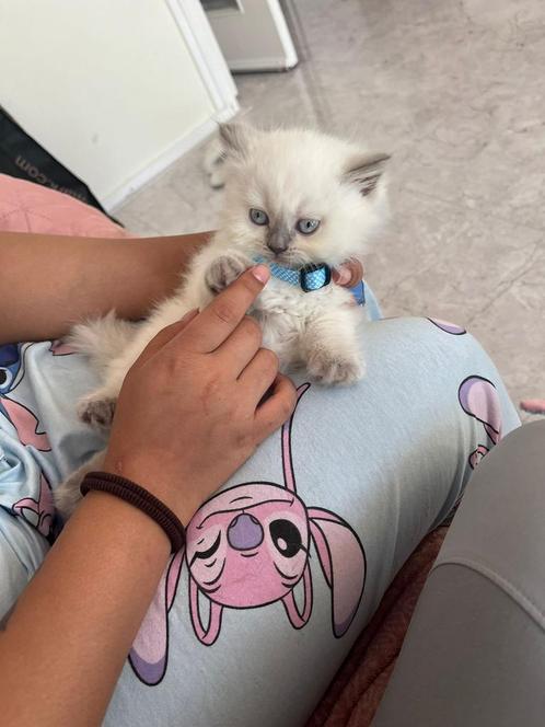 Britse kort haar kittens 2 maar nog over van de 5, Dieren en Toebehoren, Katten en Kittens | Overige Katten