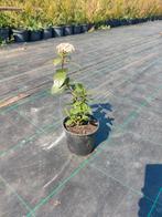 Viburnum Tinus, Eén persoon, Overige typen