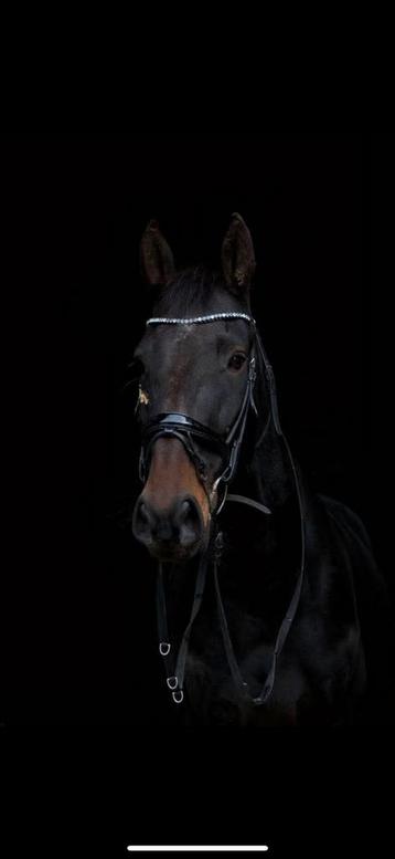 Lease paard aan geboden beschikbaar voor biedingen