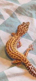 Diablo Blanco – Vrouw, Hagedis, Tam, 3 tot 6 jaar
