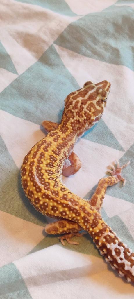 Diablo Blanco – Vrouw, Dieren en Toebehoren, Reptielen en Amfibieën, Hagedis, 3 tot 6 jaar, Tam