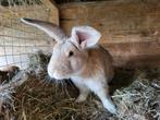 Mooie duitse reus ram, Dieren en Toebehoren, Mannelijk, Groot