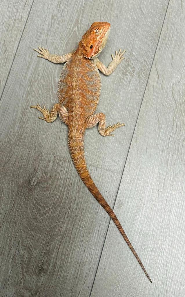 Mooie baardagaam man uit juni.25