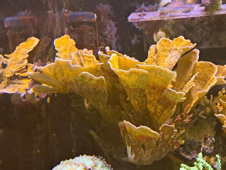 Rode montipora plaat zeeaquarium koraal stekken, Dieren en Toebehoren, Vissen | Aquariumvissen, Overige typen