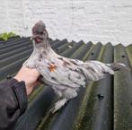 Haan serama/zijdehoen, Dieren en Toebehoren, Pluimvee, Mannelijk, Kip