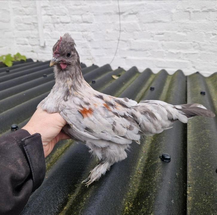 Haan serama/zijdehoen, Dieren en Toebehoren, Pluimvee, Kip, Mannelijk