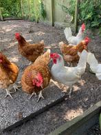 Pluimvee, Dieren en Toebehoren, Pluimvee, Vrouwelijk, Kip