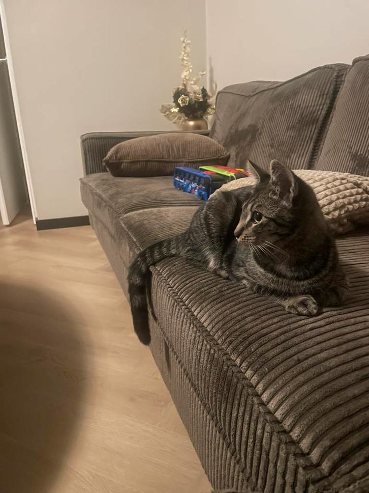 Kitten te koop, Dieren en Toebehoren, Katten en Kittens | Raskatten | Korthaar, Poes, Ingeënt