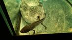 Axolotl, Dieren en Toebehoren, Vis