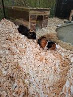 Hele leuke cavia beertjes, Dieren en Toebehoren, Juli, Mannelijk, Cavia