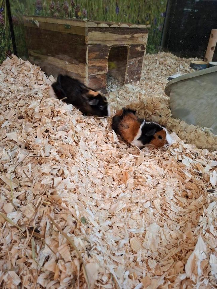 Hele leuke cavia beertjes, Dieren en Toebehoren, Knaagdieren, Mannelijk, Cavia, Juli