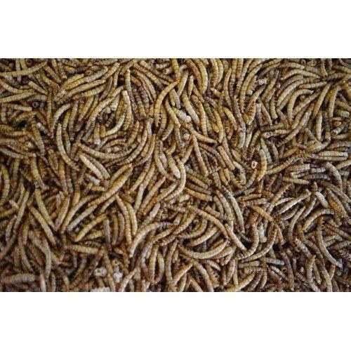 Meelwormen 10kg - Vogelvoer, Dieren en Toebehoren, Dierenvoeding, Vogel, Ophalen of Verzenden