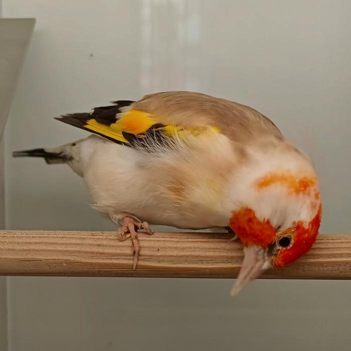Carduelis carduelis major, Dieren en Toebehoren, Vogels | Overige Vogels, Meerdere dieren
