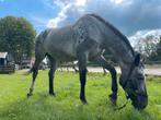 Stalling gezocht voor merrie, Dieren en Toebehoren