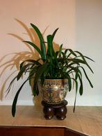 Grote Clivia Minta Sint Jozefbloem, Ophalen, Overige soorten, Halfschaduw, Minder dan 100 cm