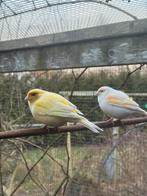 3 kanaries + zeebravinkje + diverse kooien en toebehoren, Meerdere dieren, Kleurkanarie