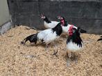 Te koop 2 lakenvelder hennen plus 1 haan, Dieren en Toebehoren, Pluimvee, Meerdere dieren, Kip