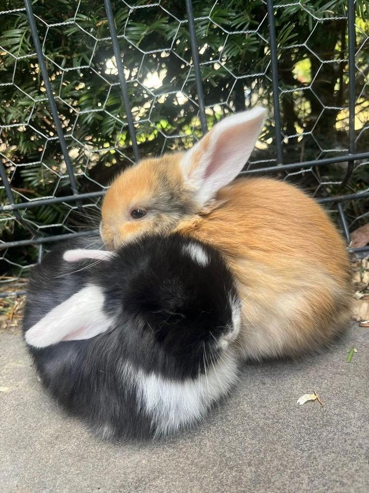 Minilops, Dieren en Toebehoren, Konijnen, Dwerg, Mannelijk, 0 tot 2 jaar, Hangoor