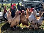 Te koop 4 mooie serama hennetjes en 1 haantje, Dieren en Toebehoren, Pluimvee, Meerdere dieren, Kip